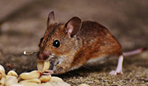 24 Hour & Emergency Exterminators in Manteo, NC